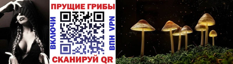 Псилоцибиновые грибы Psilocybine cubensis  Брянск 